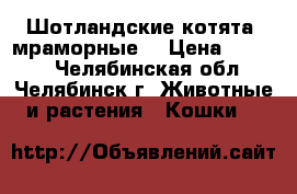 Шотландские котята (мраморные) › Цена ­ 5 000 - Челябинская обл., Челябинск г. Животные и растения » Кошки   